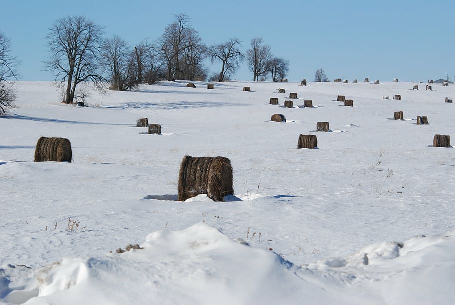 snow, cold, trees, winter, nature, weather, hay, landscape HD wallpaper