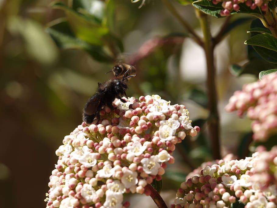 insect, flower, flowering plant, animal themes, animals in the wild HD wallpaper