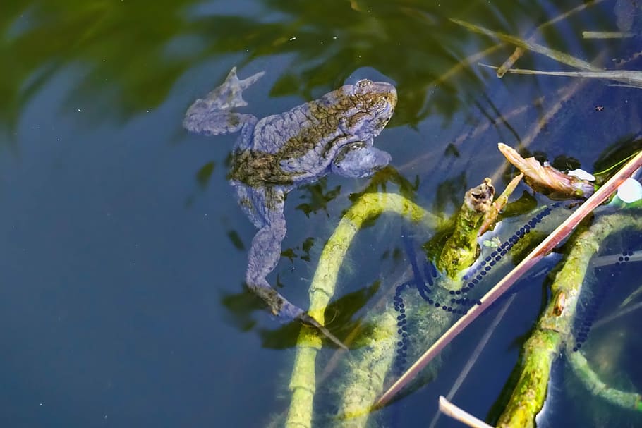 nature, waters, toad, pond, swim, pools, animal, animal themes HD wallpaper