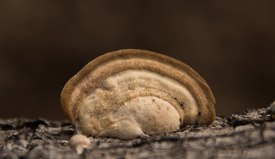 fungus, cream, brown, mushroom, bracket, texture, forest, queensland HD wallpaper
