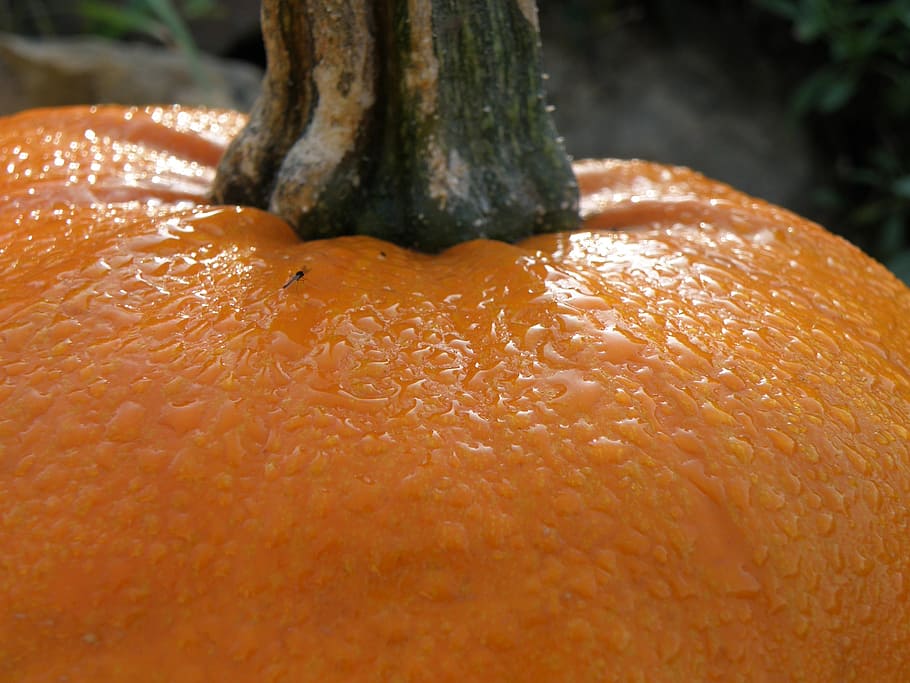 dew, water, drops, pumpkin, orange, wet, orange color, close-up HD wallpaper