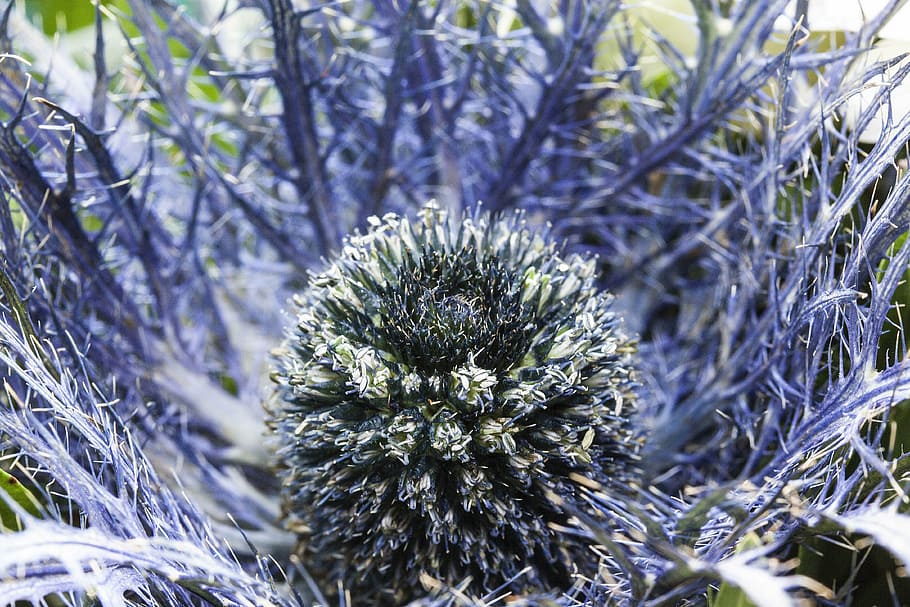 thistle, nature, plant, blue, prickly, bouquet, fill, lush HD wallpaper