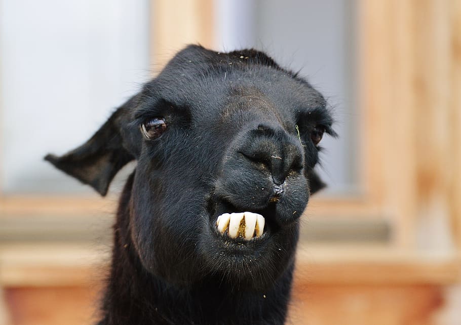 black goat, Lama, Animals, Cute, good aiderbichl, sanctuary HD wallpaper
