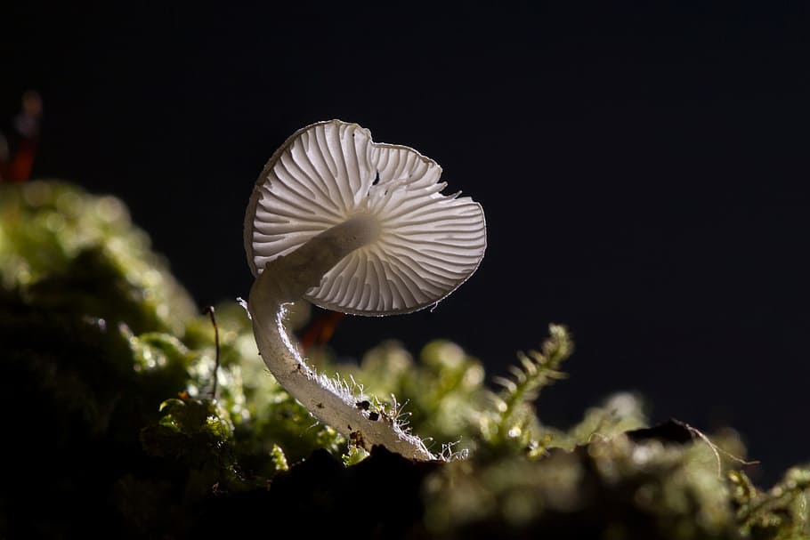 selective focus photography of white mushroom, mini mushroom, HD wallpaper