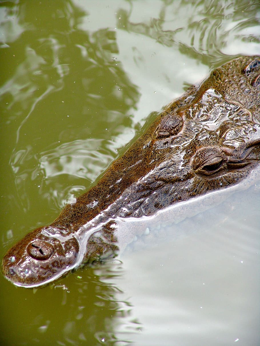 crocodile, river, risk, dangerous, reptile, tooth, water, one animal HD wallpaper