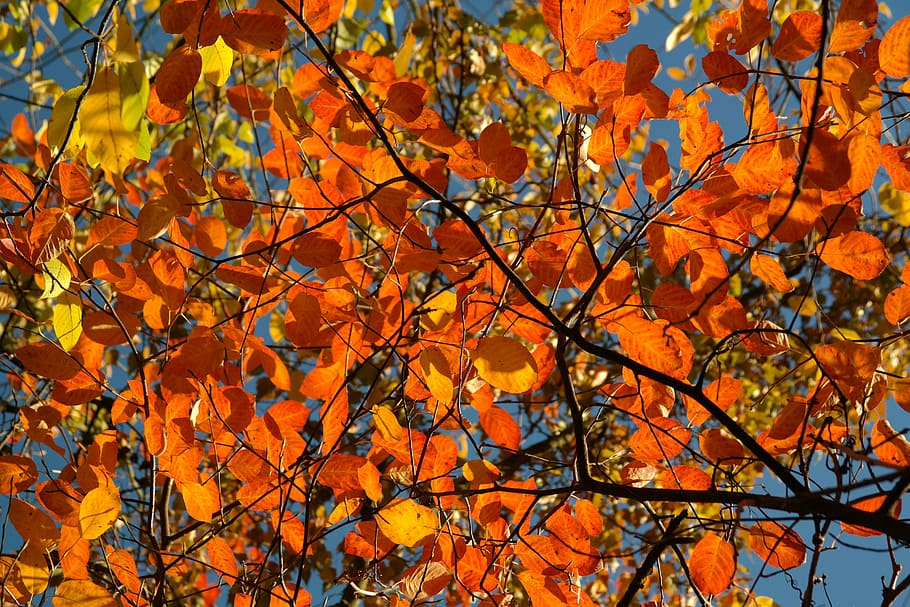 orange leaf tree, leaves, autumn, amelanchier, red, blood red, HD wallpaper