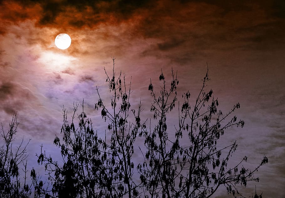 sky, forest, bush, clouds, tree, autumn, landscape, sun, moon HD wallpaper
