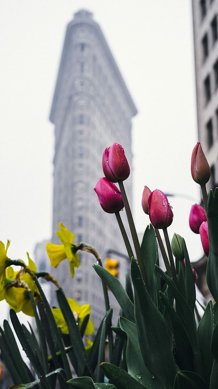 Flatiron Building, New York, pink tulips flower and yellow petaled flower near building HD wallpaper