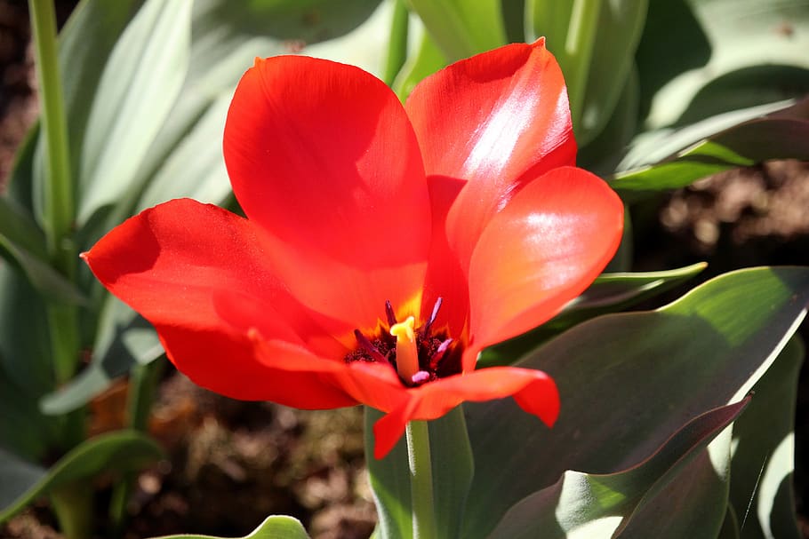 tulip, red, blossom, bloom, large, spring, nature, flower, colorful HD wallpaper