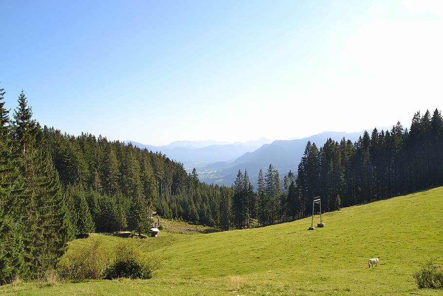 alpine, mountains, meadow, pasture, plant, tree, beauty in nature HD wallpaper