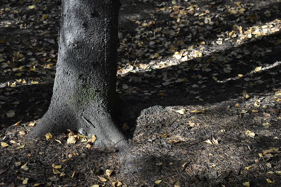 forest, spruce, trunk, needle, soil, fallen, nature, autumn HD wallpaper