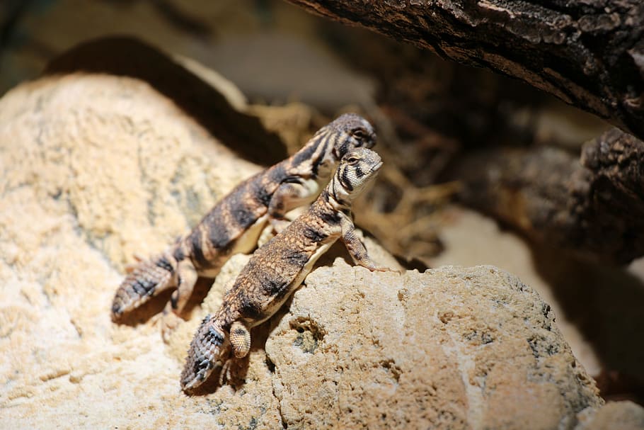 Lizard, Reptile, one animal, animal wildlife, animal themes HD wallpaper
