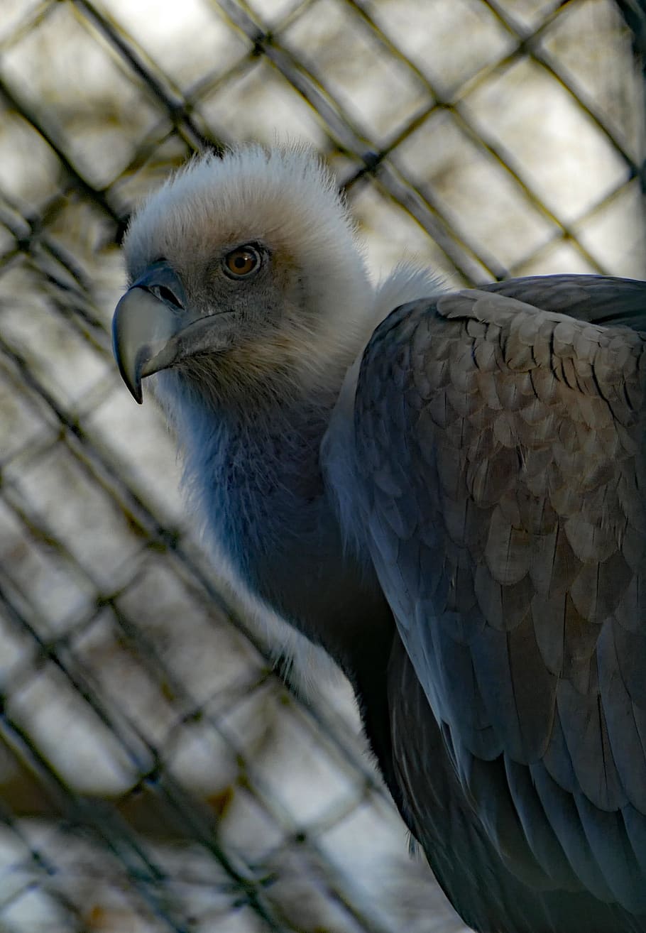 bird of prey, vulture, wilhelma zoo stuttgart, animal world, HD wallpaper