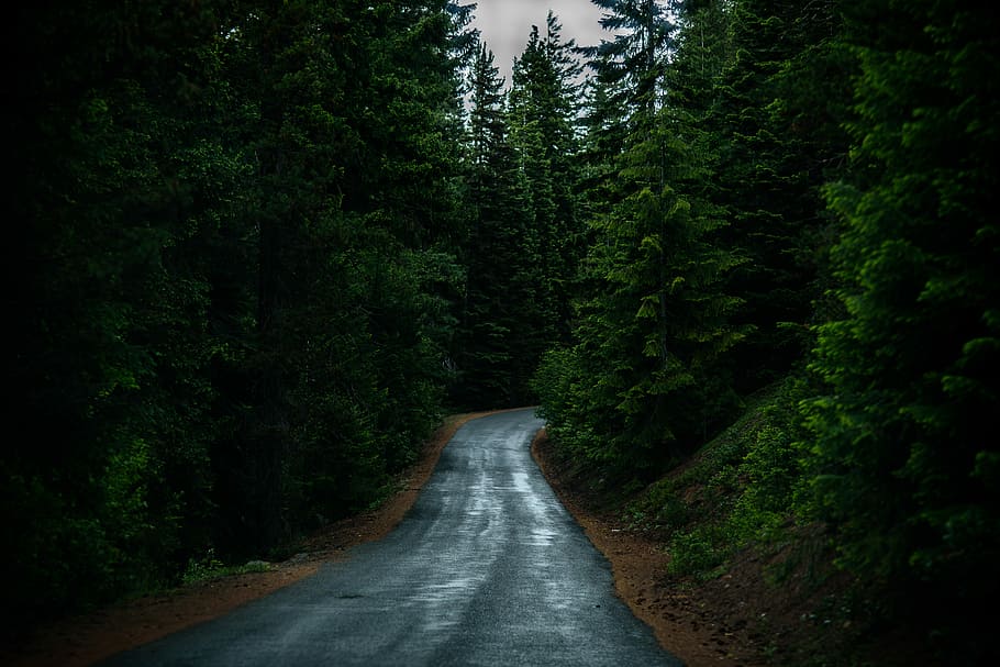 landscape photography of road between trees, gray concrete road in the middle of green trees