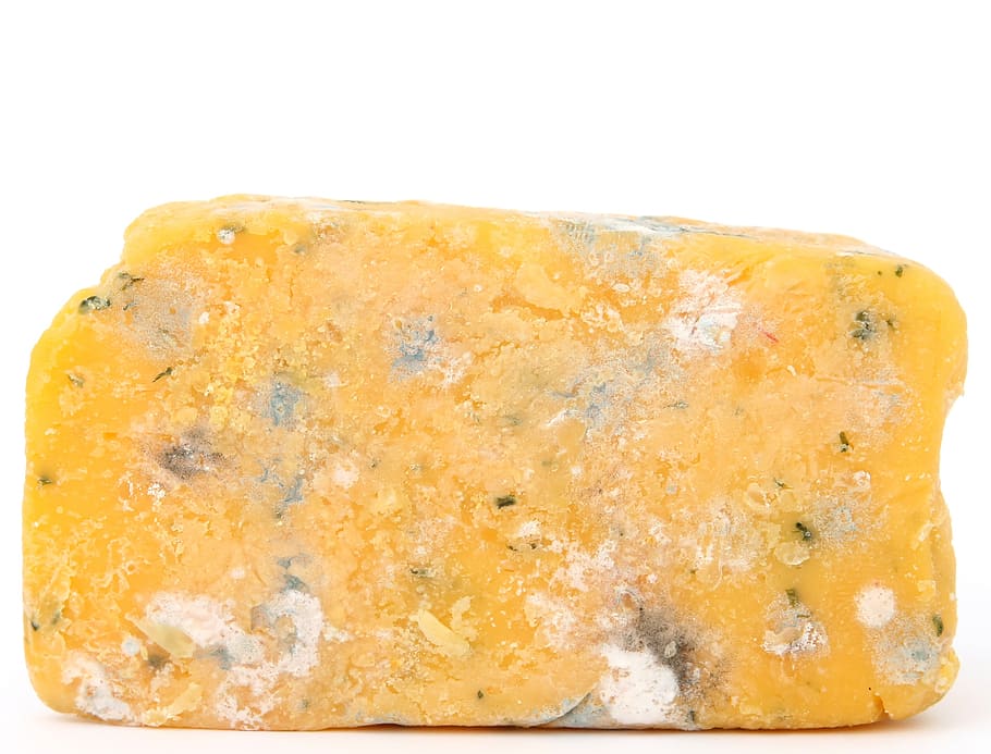 yellow cheese, age, bacteria, bio, biology, blue, brie, bug, colorful