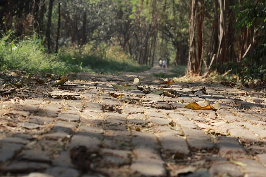 grey concrete bricks ground with fallen leaves near trees, cobblestone HD wallpaper