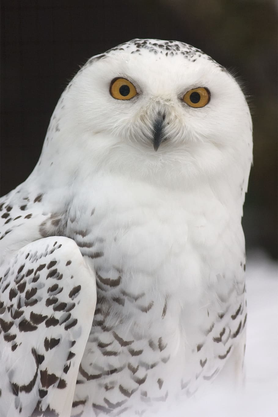 photo of white and gray owl, brown, snow owl, snowy owl, zoo