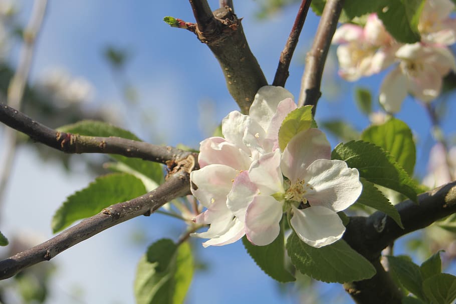 apple tree, apple blossom, flower, branch, garden, green, flowers HD wallpaper