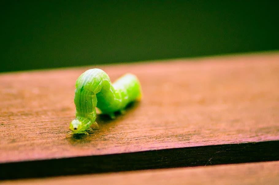 caterpillar, bug, macro, selective focus, green color, close-up HD wallpaper