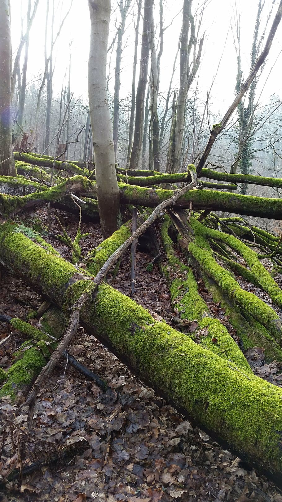 moss, trees, forest, nature, plant, tree trunk, tranquility HD wallpaper