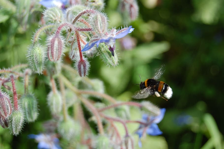 dragon, bee, insects, nature, macro, bees, invertebrate, animal wildlife HD wallpaper