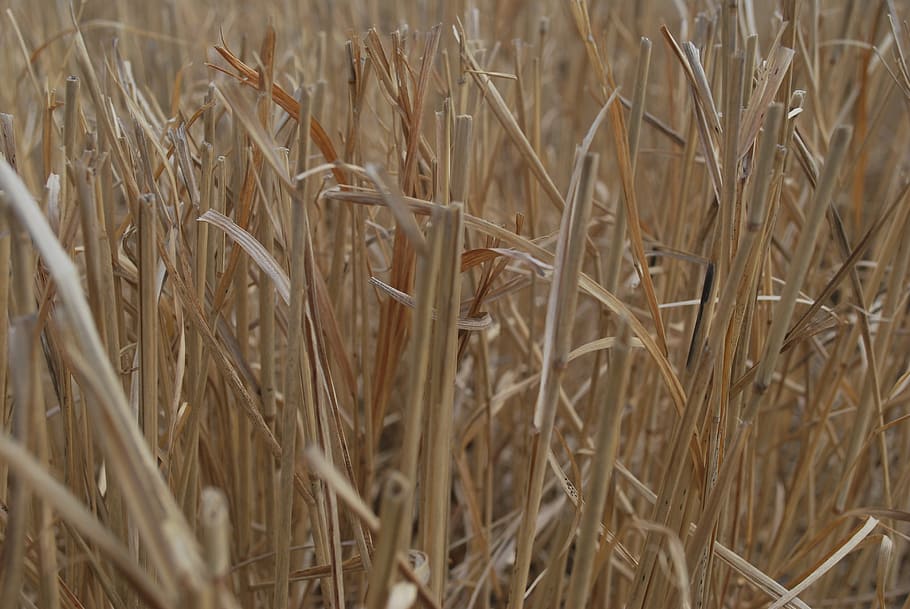 grass, dried, wild, dry, plant, natural, environment, selective focus HD wallpaper