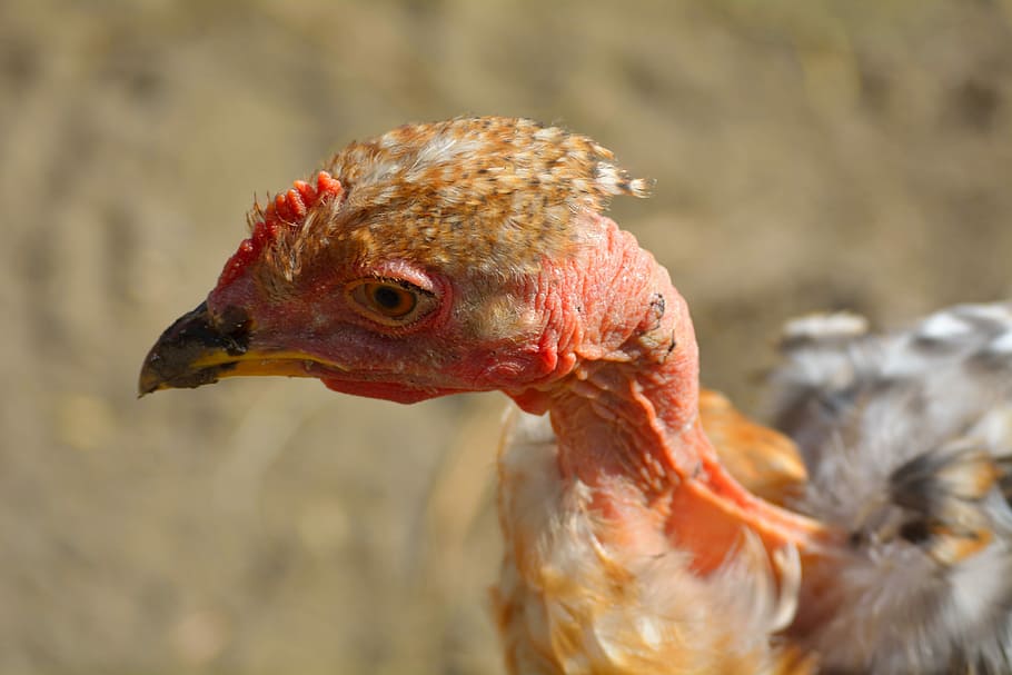 closeup photo of brown and gray naked-neck chicken, brown and gray chicken HD wallpaper