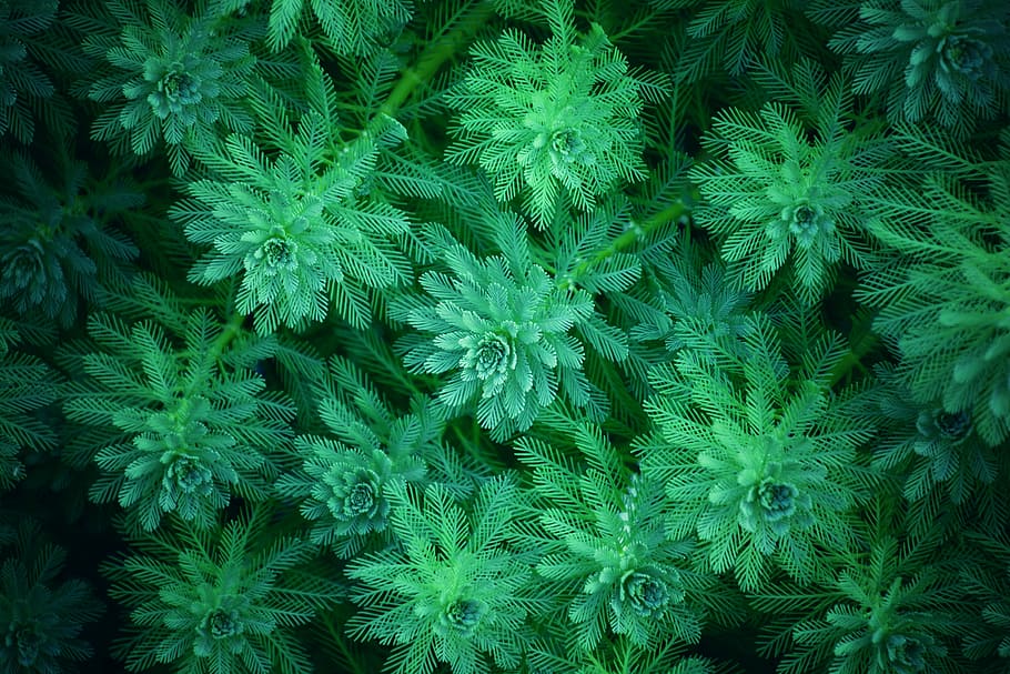 plant, nature, leaf, fresh, herb, flower, garden, green color HD wallpaper