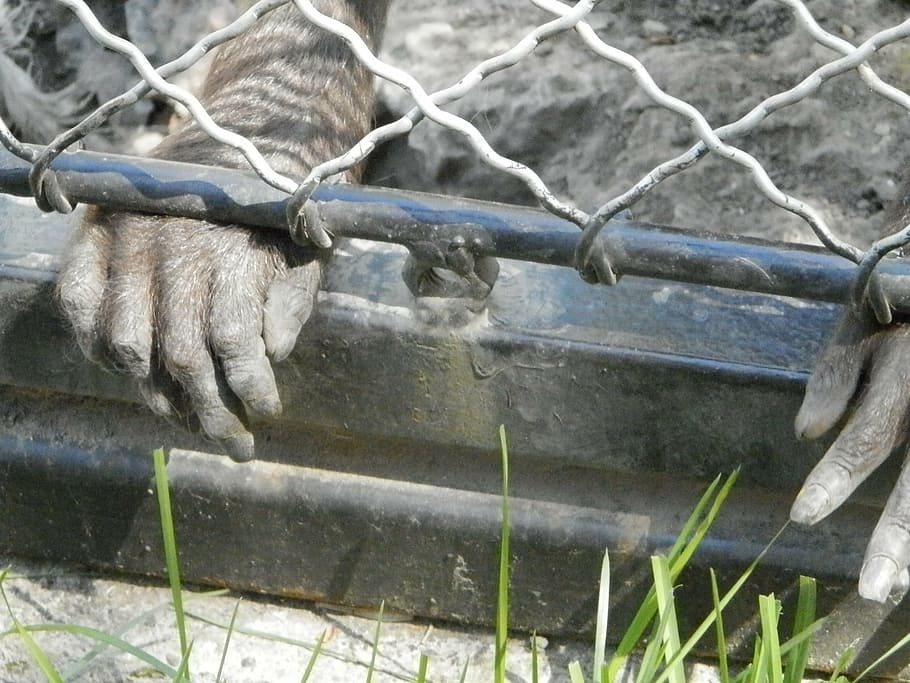monkey, hand, zoo, grid, day, no people, metal, architecture HD wallpaper