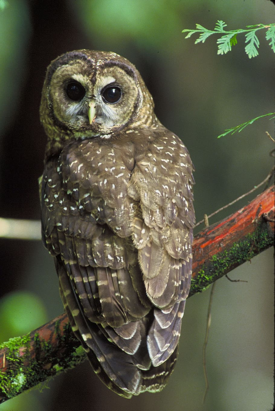 gray and white owl perching on tree branch, northern spotted owl