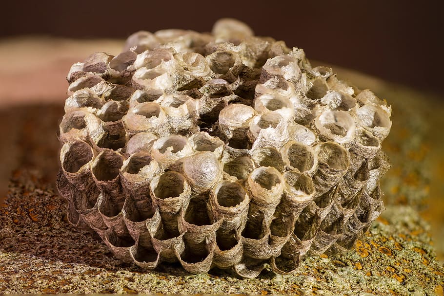 honeycomb, wasp-combs, the hive, close-up, no people, nature, HD wallpaper