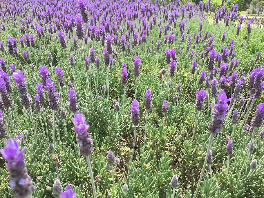 lavender, mexico, flowers, flowering plant, growth, beauty in nature HD wallpaper