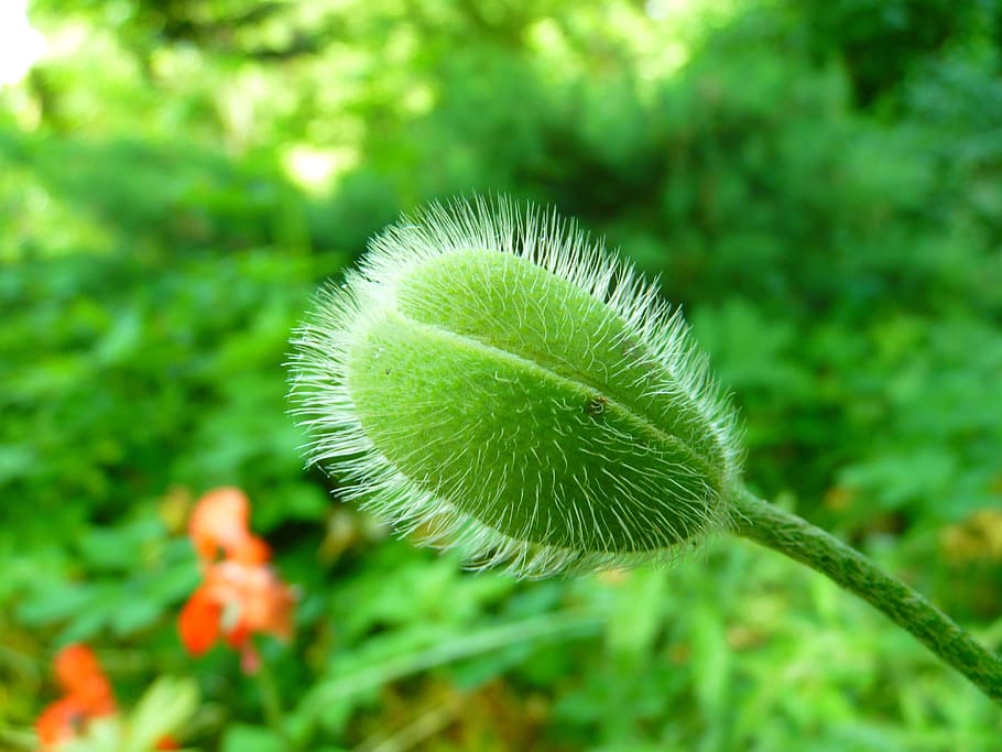 poppy, bud, green, spring, green color, plant, growth, close-up HD wallpaper