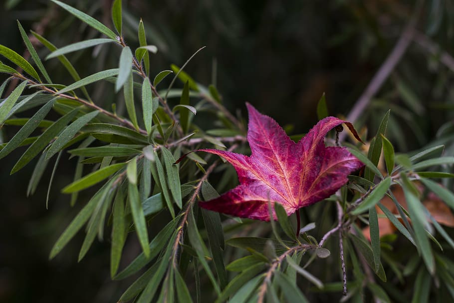 leaf, leaves, autumn, green, plants, nature, green leaf, red leaf HD wallpaper
