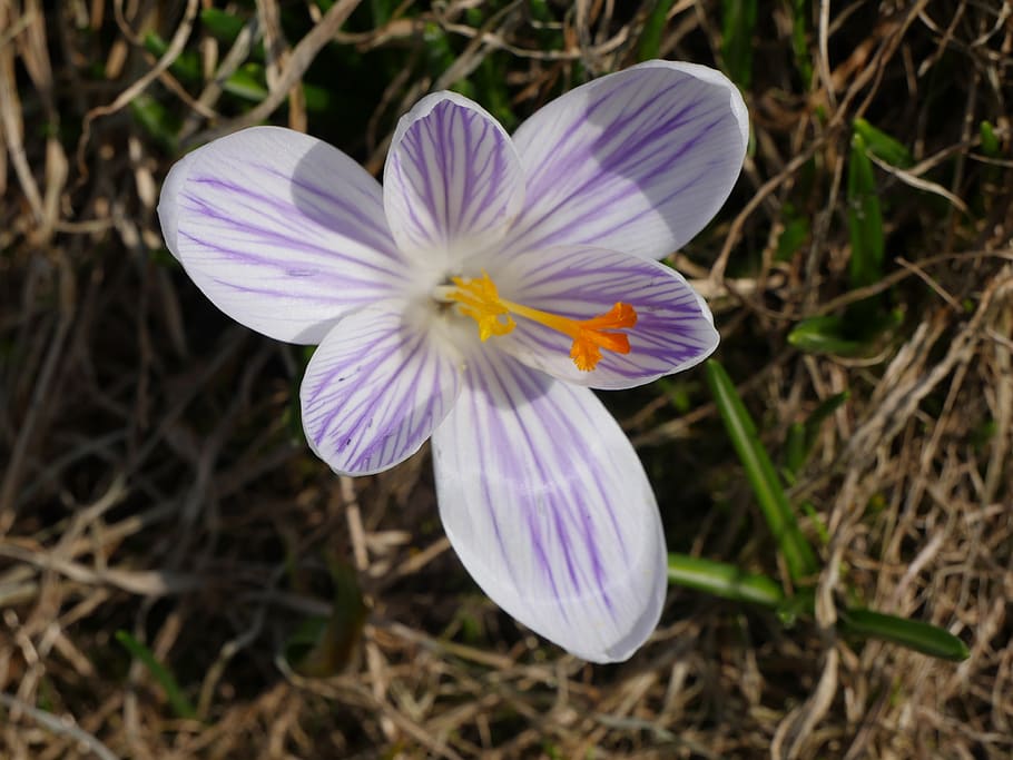 nature, macro, crocus, spring, gentle, flower, bloom, plant HD wallpaper