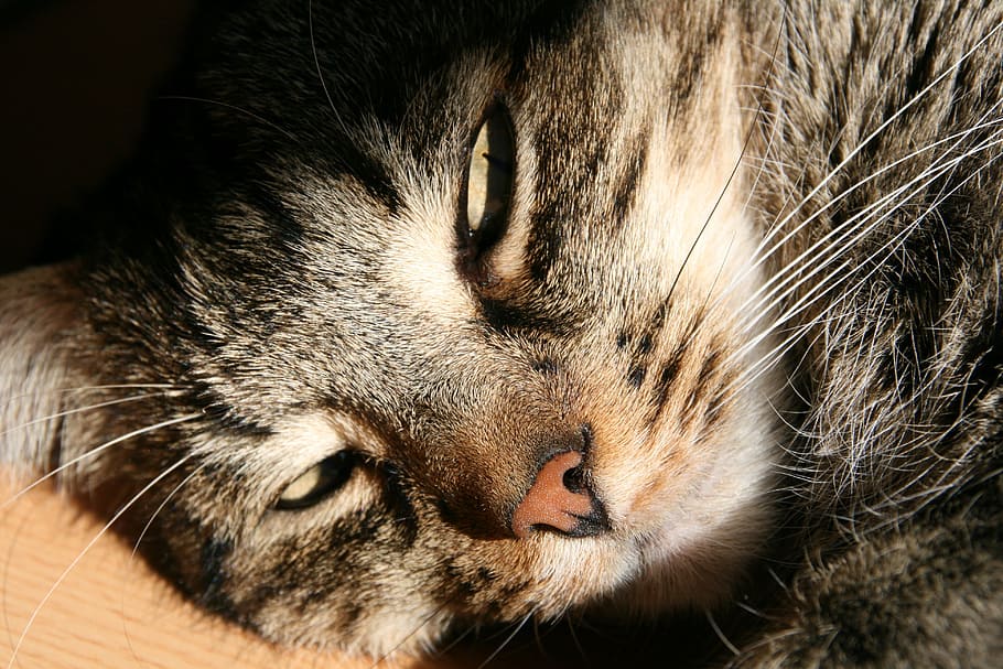 cat, pet, mackerel, tired, lying, mammal, one animal, animal themes HD wallpaper
