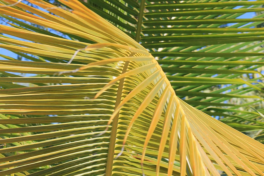 palm, vacancy, tropics, green, nature, leaf, palm Tree, tropical Climate HD wallpaper