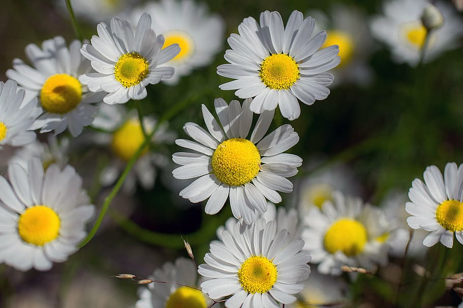 daisy, flower, nature, flowering plant, freshness, yellow, beauty in nature HD wallpaper