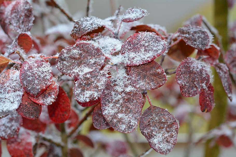 Judas Tree, Hoarfrost, Leaves, Close, cold temperature, no people