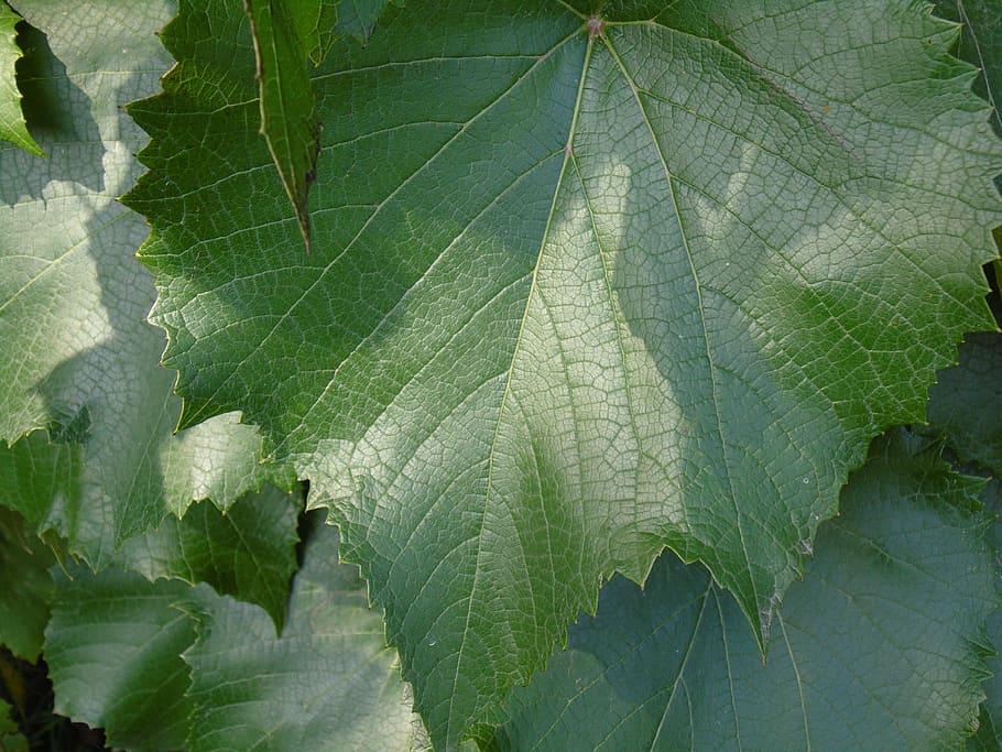 vine leaf, green, garden, plant part, nature, growth, green color HD wallpaper
