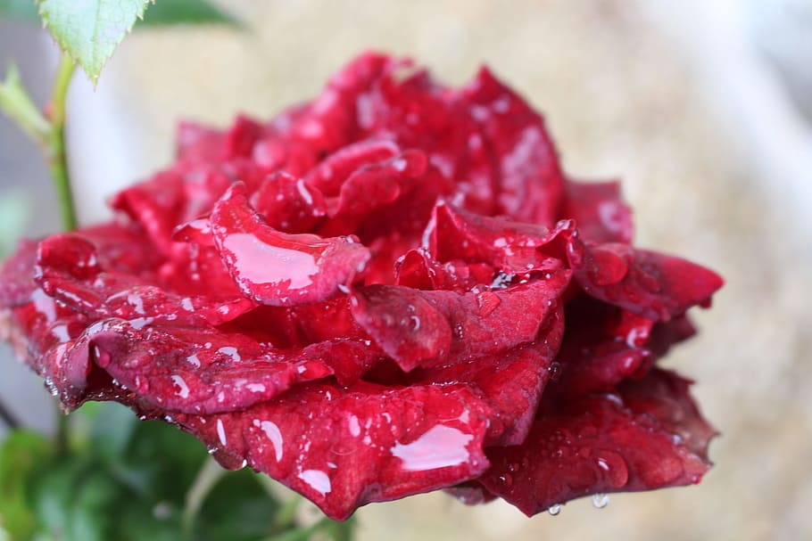 flower, rose, rain, red, close-up, freshness, plant, focus on foreground HD wallpaper