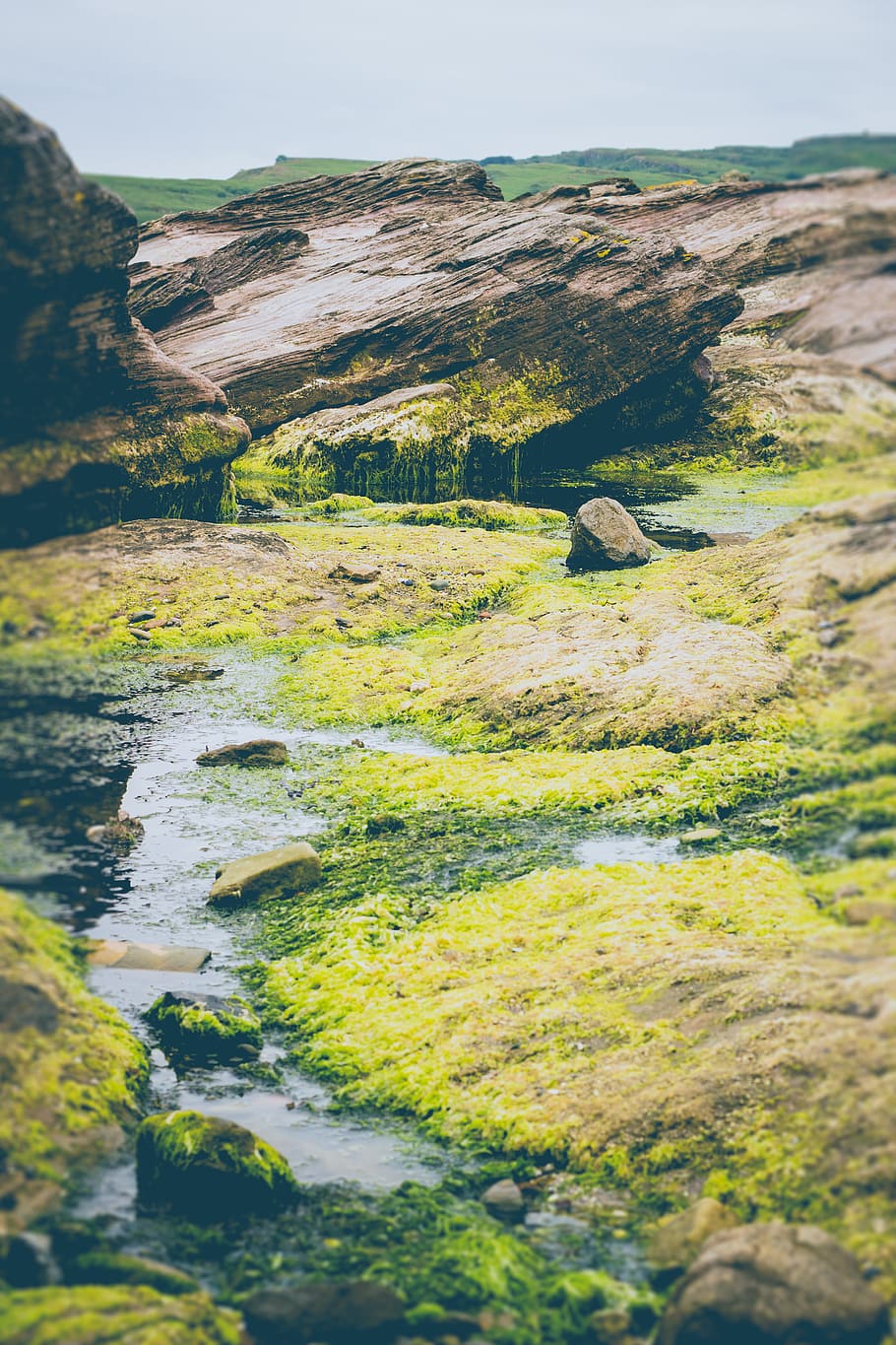 photo of green algae on rock formations, photo of water stream surrounded by moss HD wallpaper
