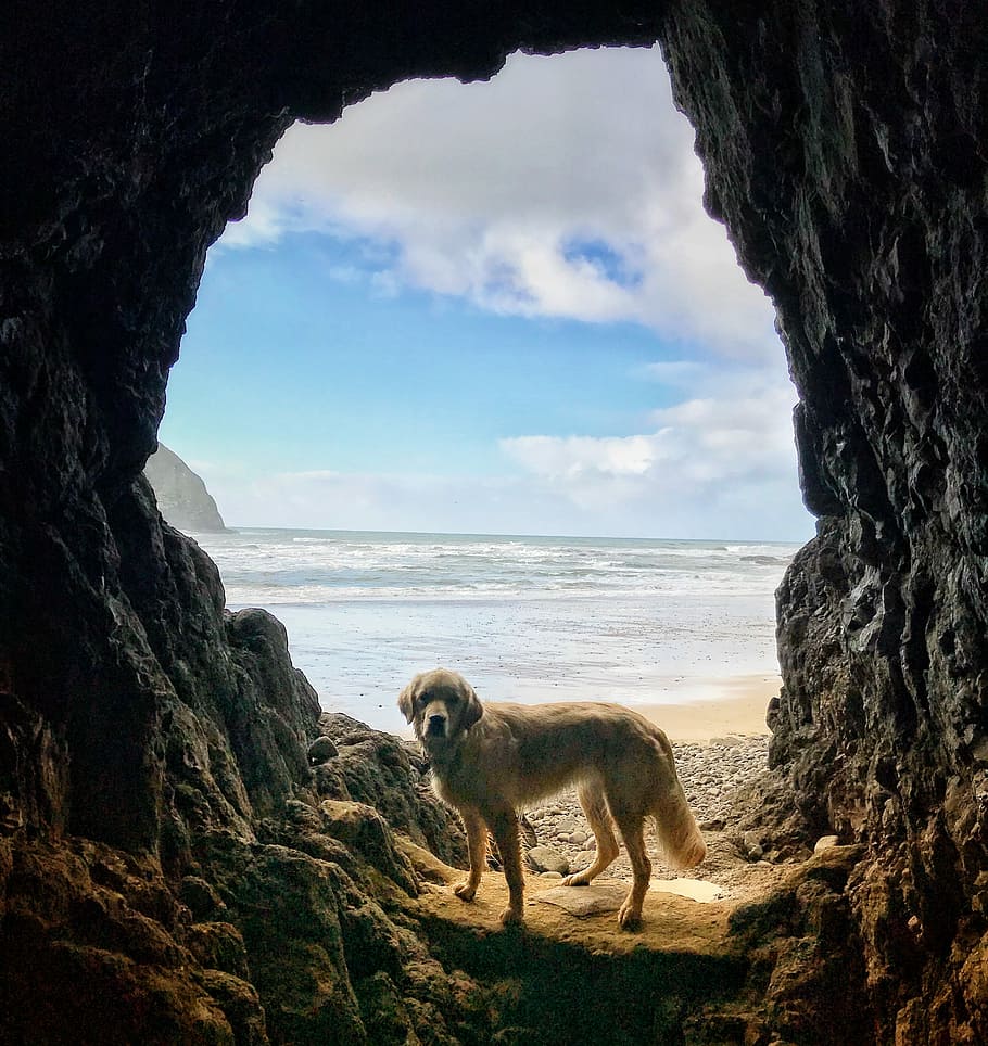 adult golden Labrador retriever inside cave near body of water, dog inside cave near seashore
