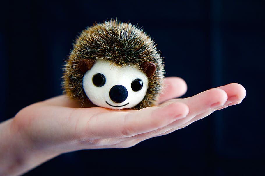hand, hedgehog, protection, guard, human hand, human body part HD wallpaper