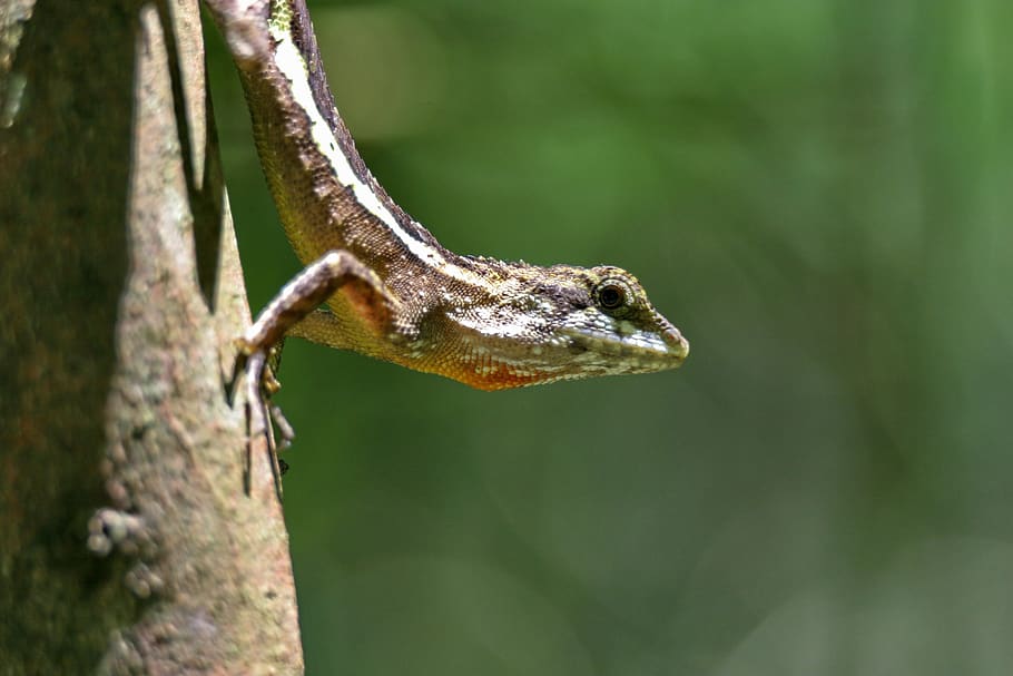natural, lizard, forest, animal wildlife, animal themes, one animal HD wallpaper