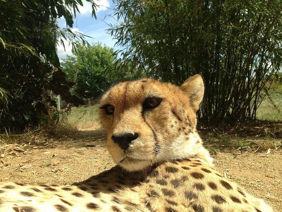 cheetahs, animals, predator, cat, feline, cat face, prey, africa HD wallpaper