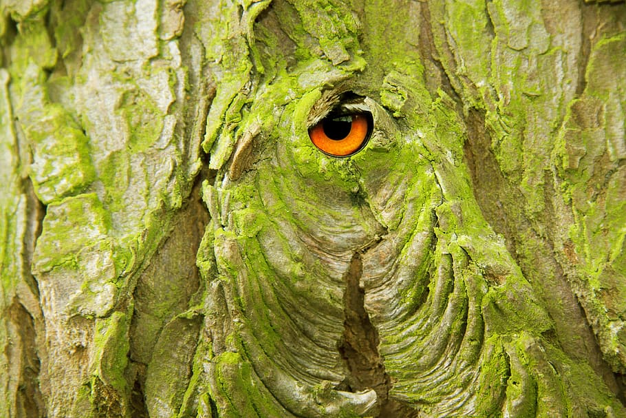 close-up photo of chameleon on tree, bark, layer, cork, dead plant HD wallpaper