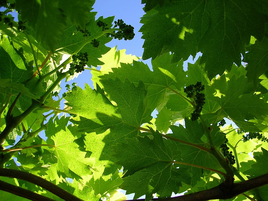 vine, grape, green, leaf, nature, tree, summer, outdoors, green Color HD wallpaper
