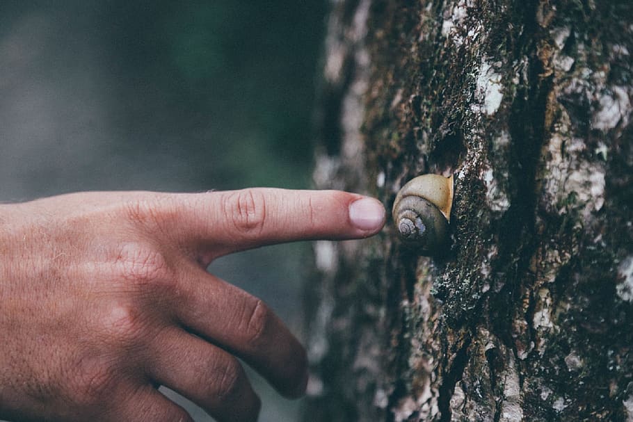 animals, insects, snail, shell, tree, trunk, bark, guy, man HD wallpaper