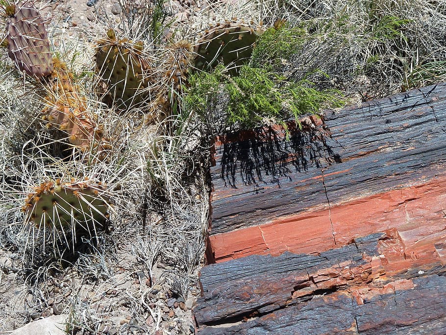 petrified forest national park, arizona, usa, erosion, hot